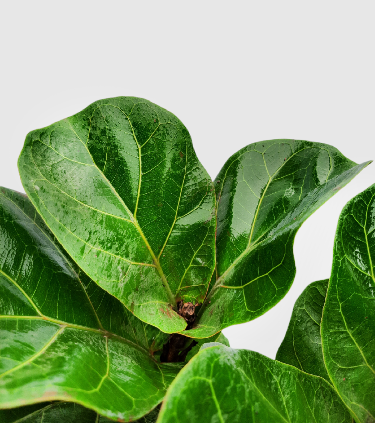 Fiddle leaf fig plant - Ficus Lyrata