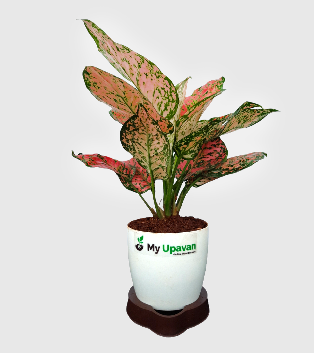 Aglaonema Pink Beauty Plant