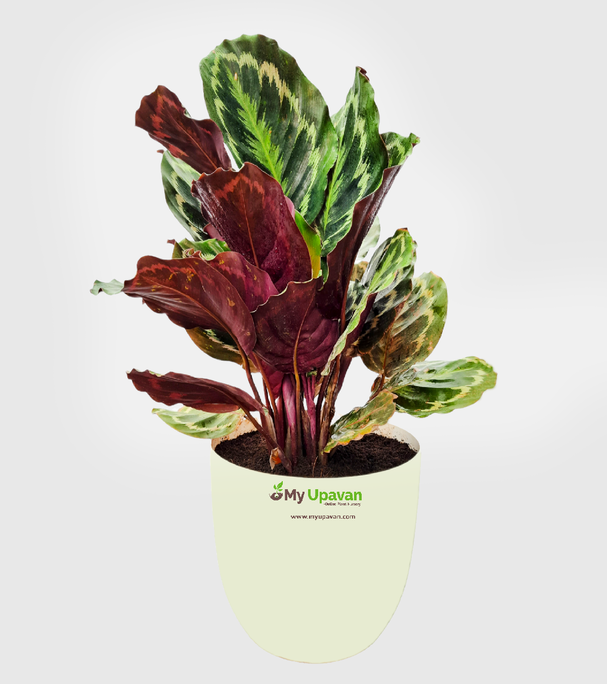 Calathea Medallion - Big