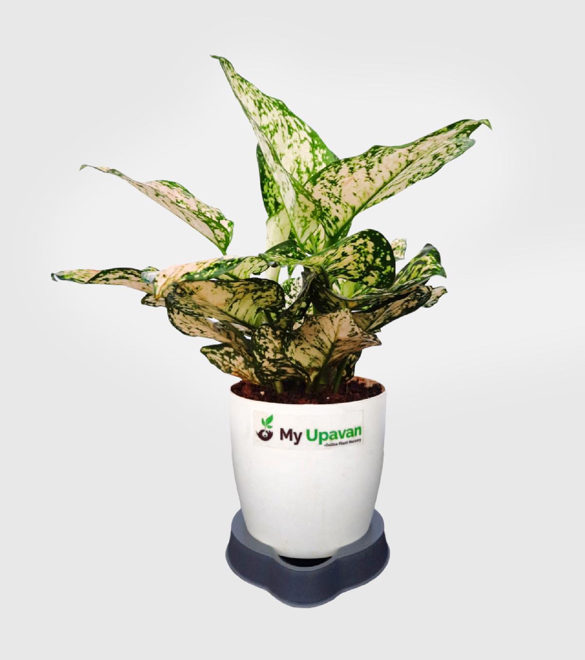 Aglaonema Snow White Plant