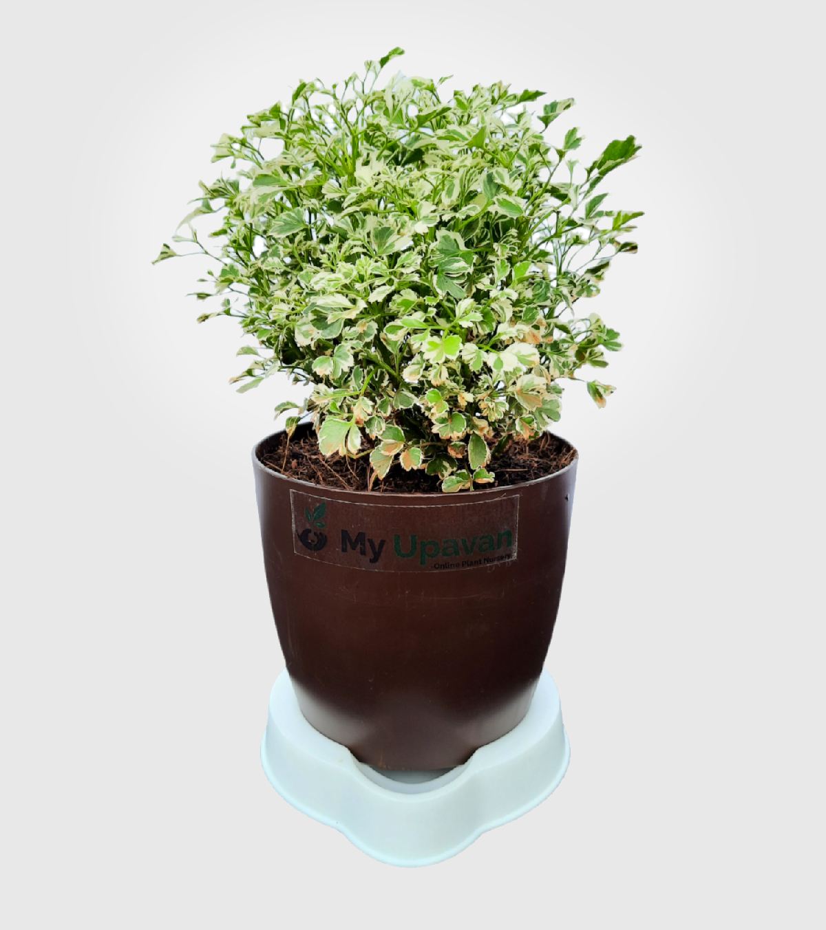 Aralia Variegated White Plant- Mini