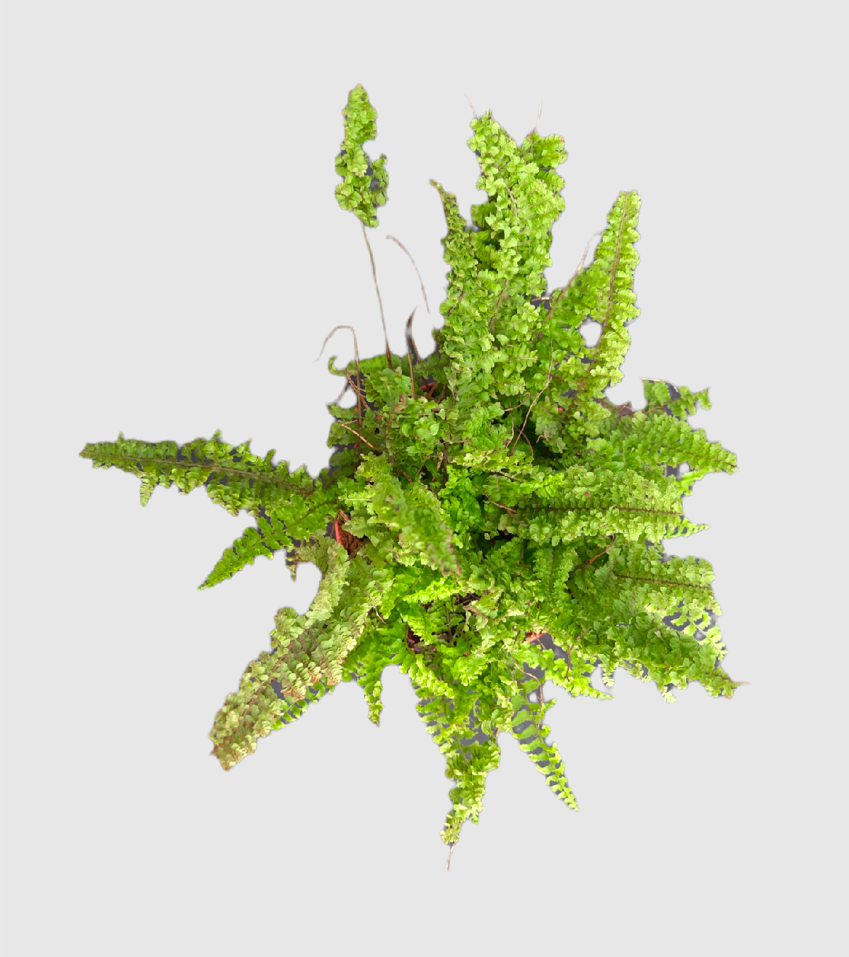 Fern Emina Plant