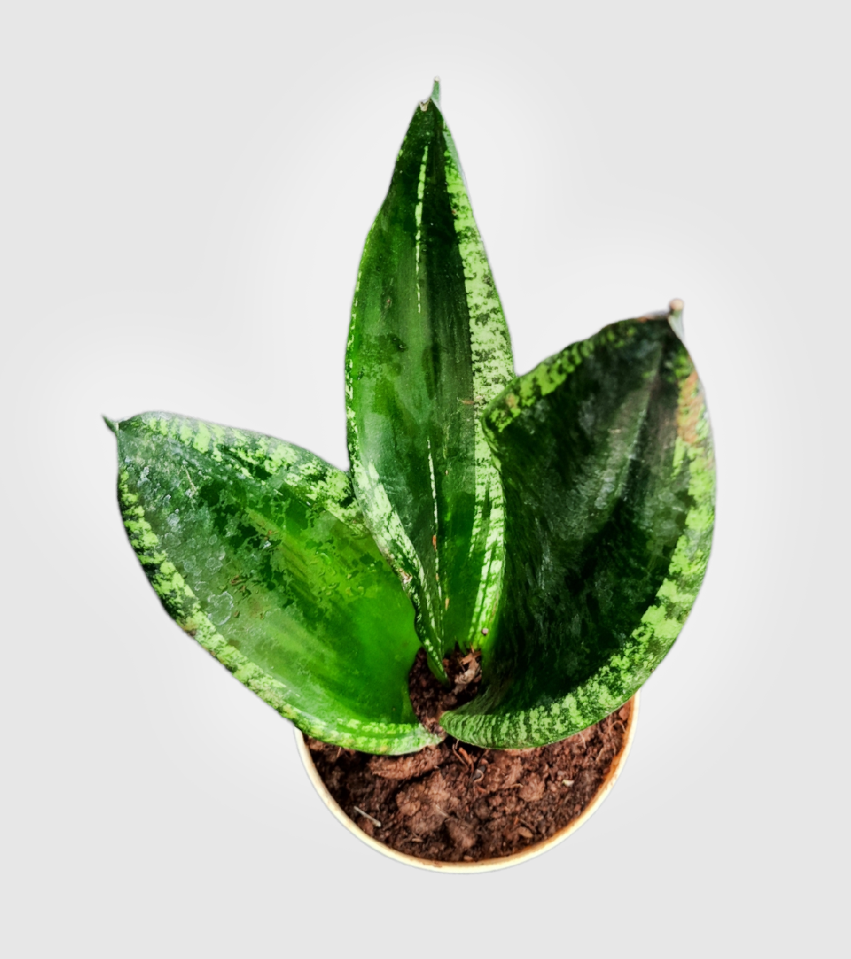 Sansevieria Whiteney Snake Plant