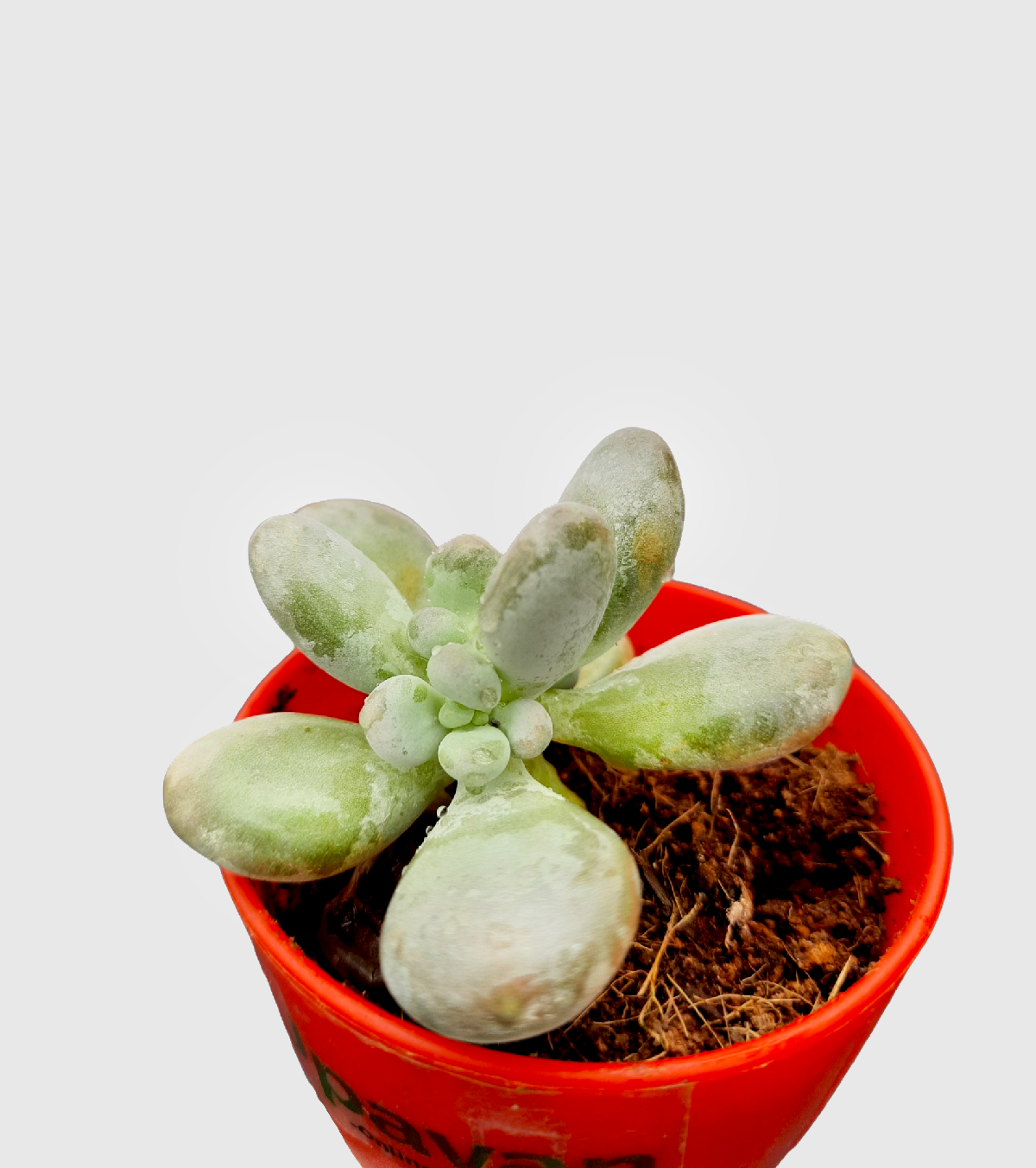 Moonstone Cactus Plant