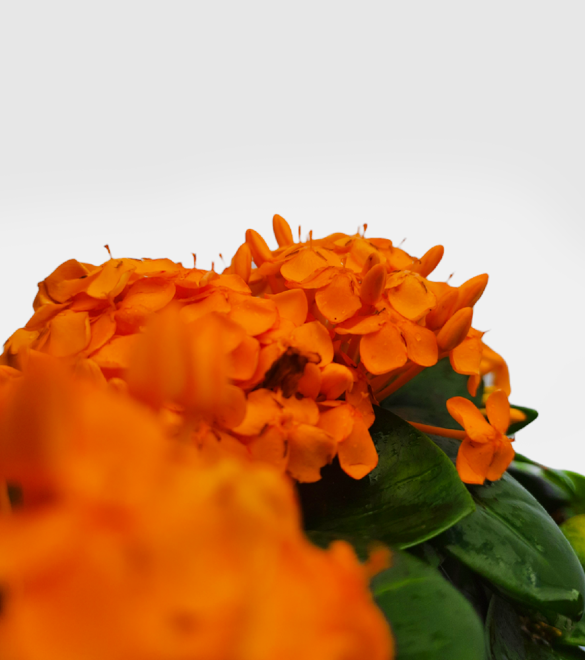 Ixora [Rugmini] Plant - Dark Orange