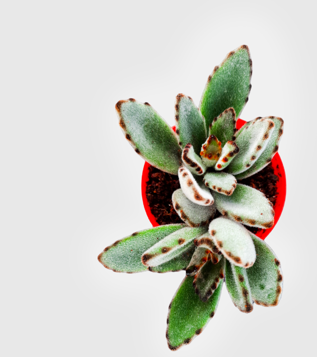 Kalanchoe Tomentosa Plant