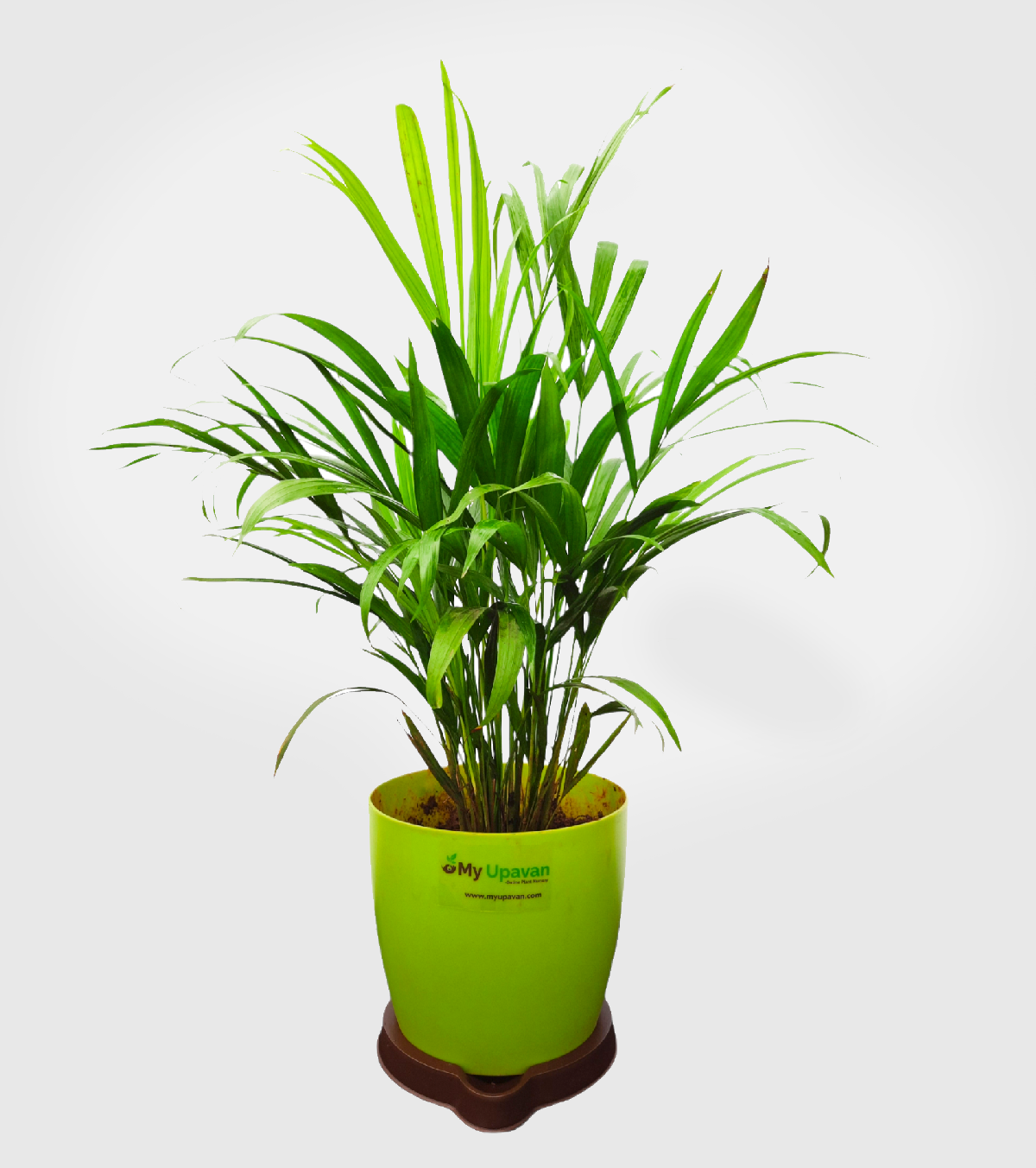 Areca Palm Plant