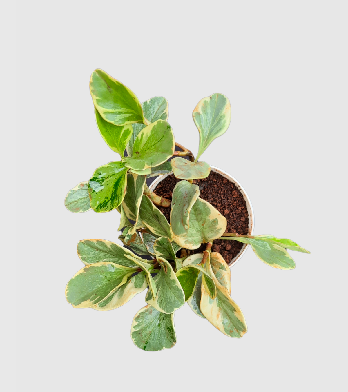 Peperomia Variegata Plant