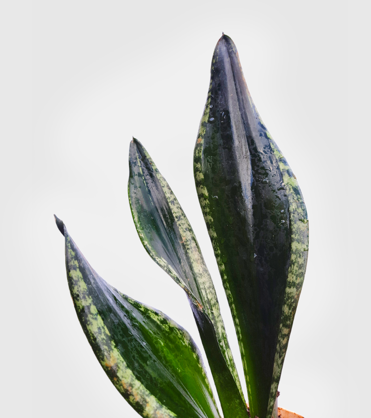 Sansevieria Whiteney Snake Plant