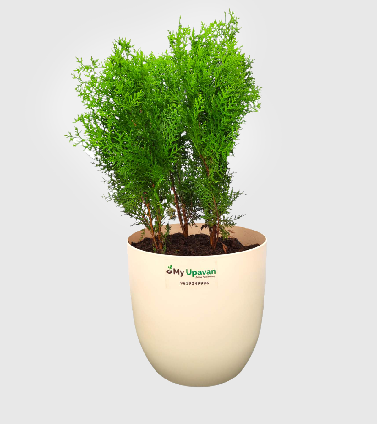 Thuja Plant