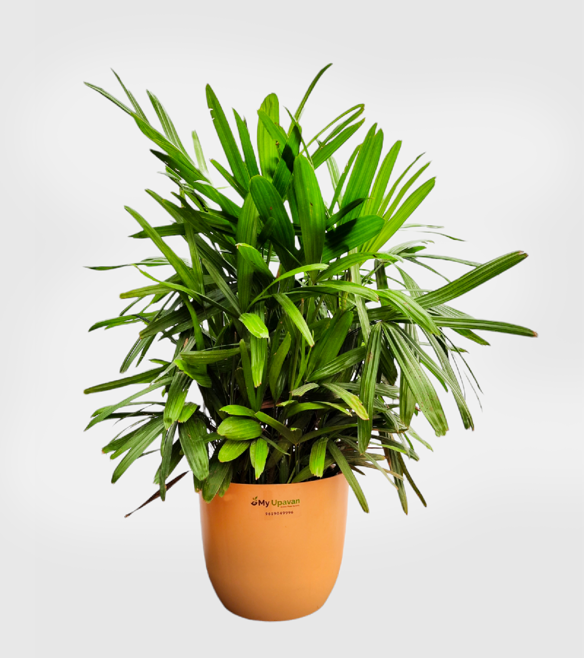 Lady Palm XL