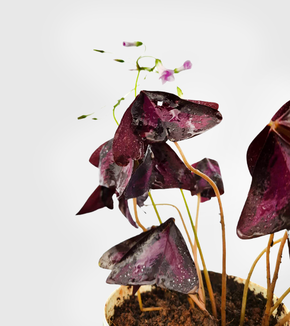 Oxalis Plant