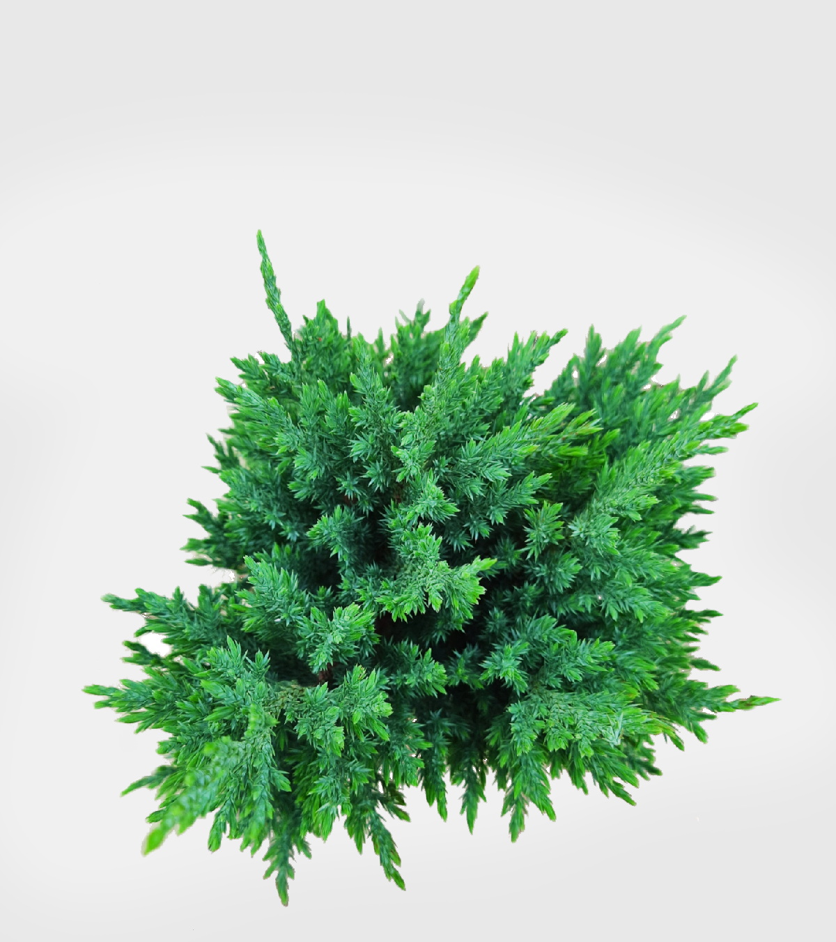 Cypress Green Plant