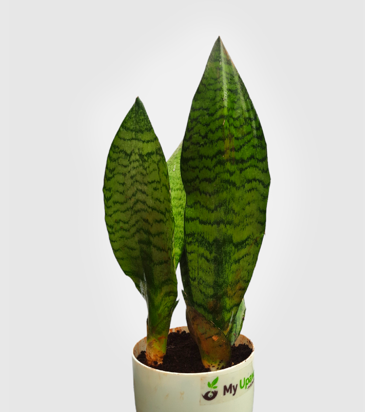 Sansevieria Superba Green Snake Plant