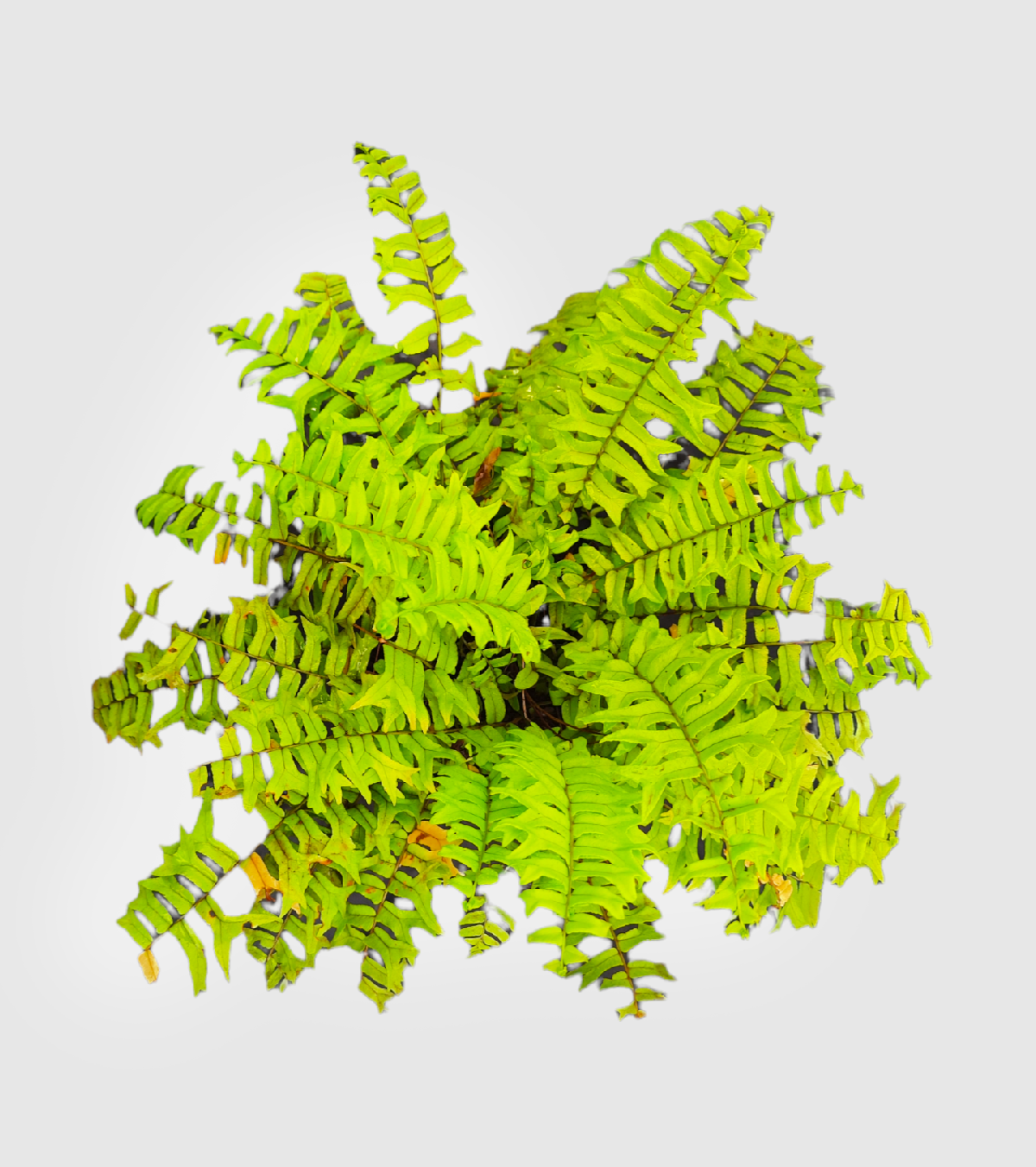 Golden Fern Plant