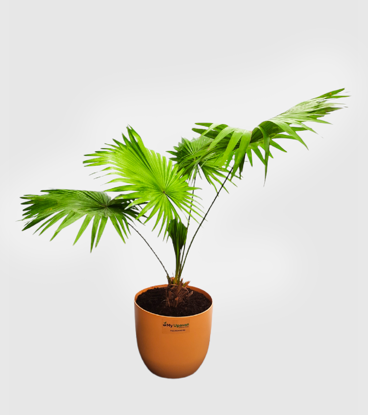 Table Palm Plant