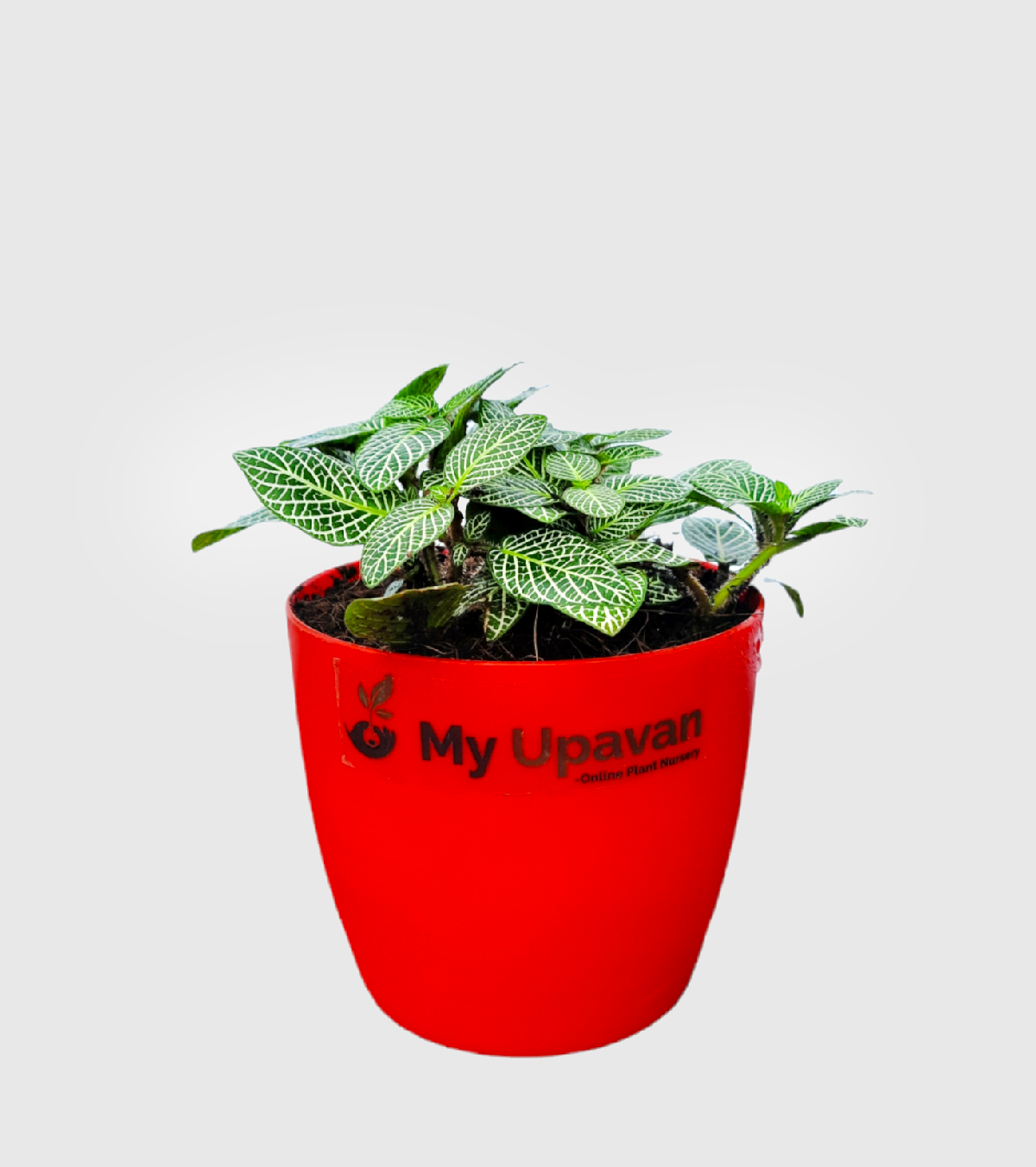 Fittonia Green Plant (Nerve Plant)