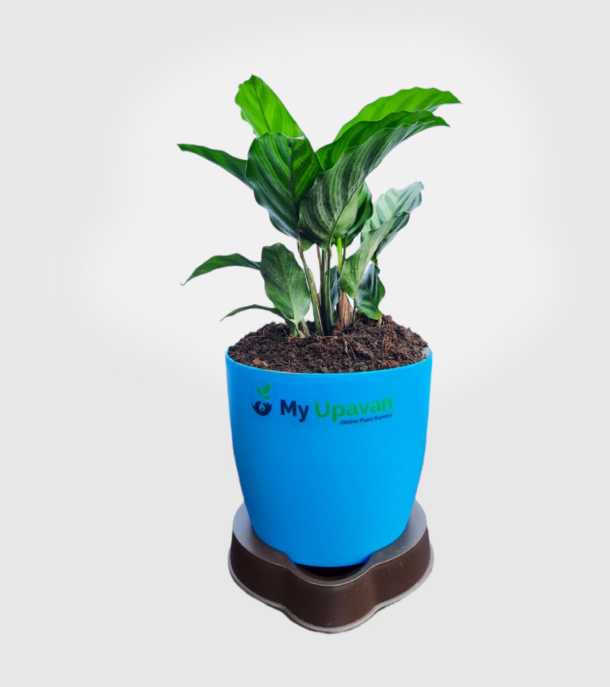 Calathea Setosa Plant-medium