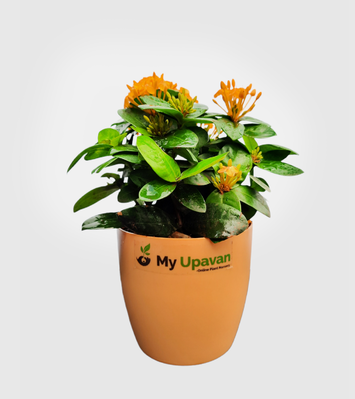 Ixora [Rugmini] Plant - Dark Orange