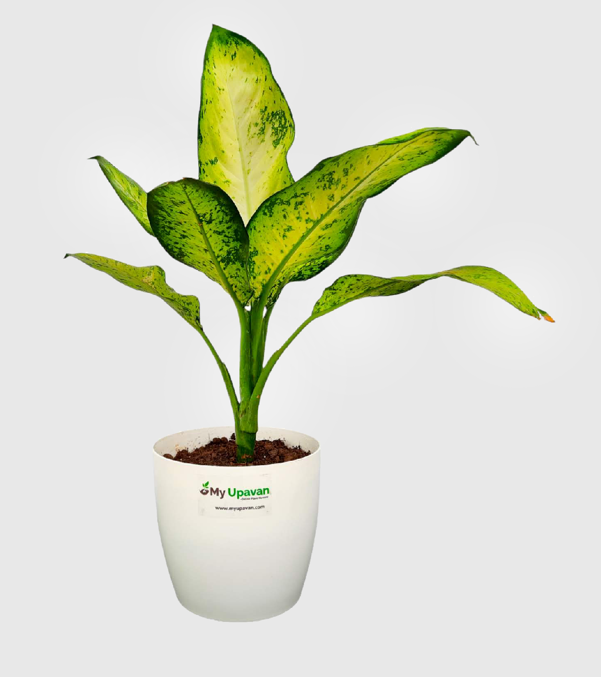 Aglaonema Chinese Evergreen