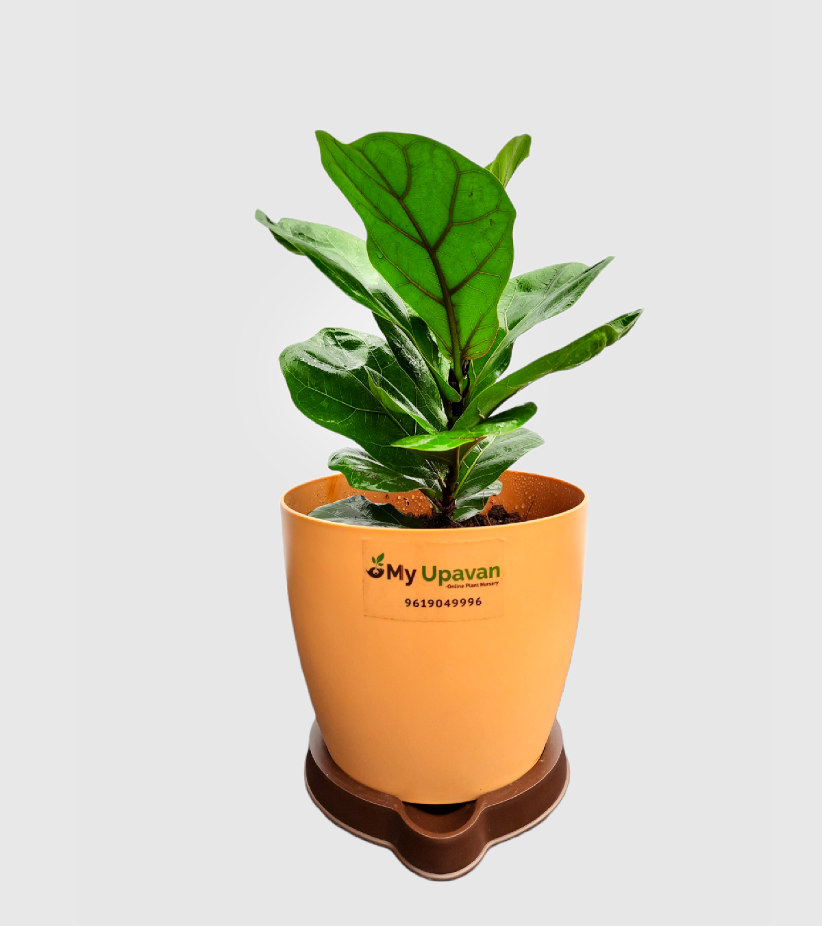 Fiddle Leaf Fig Plant - Bambino Large