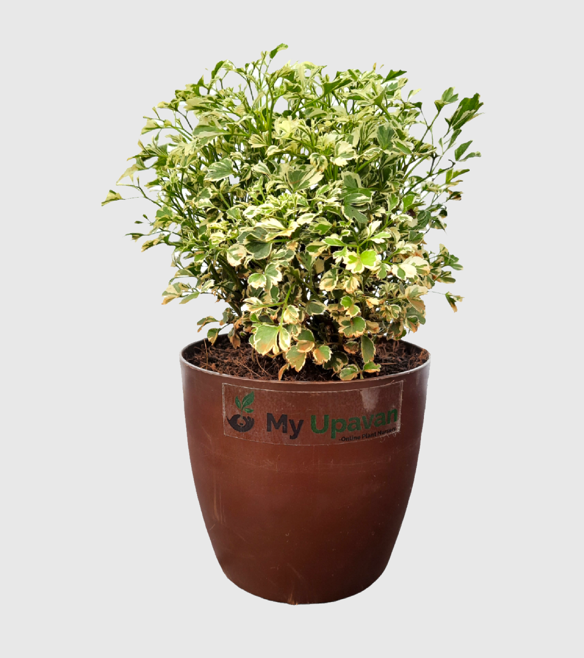 Aralia Variegated White Plant- Mini