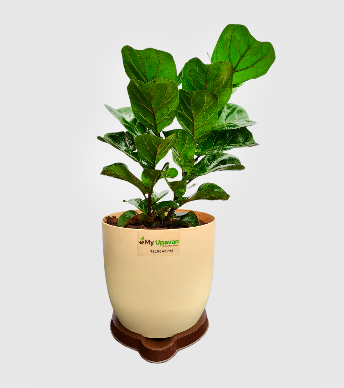 Fiddle leaf fig plant - Ficus Lyrata