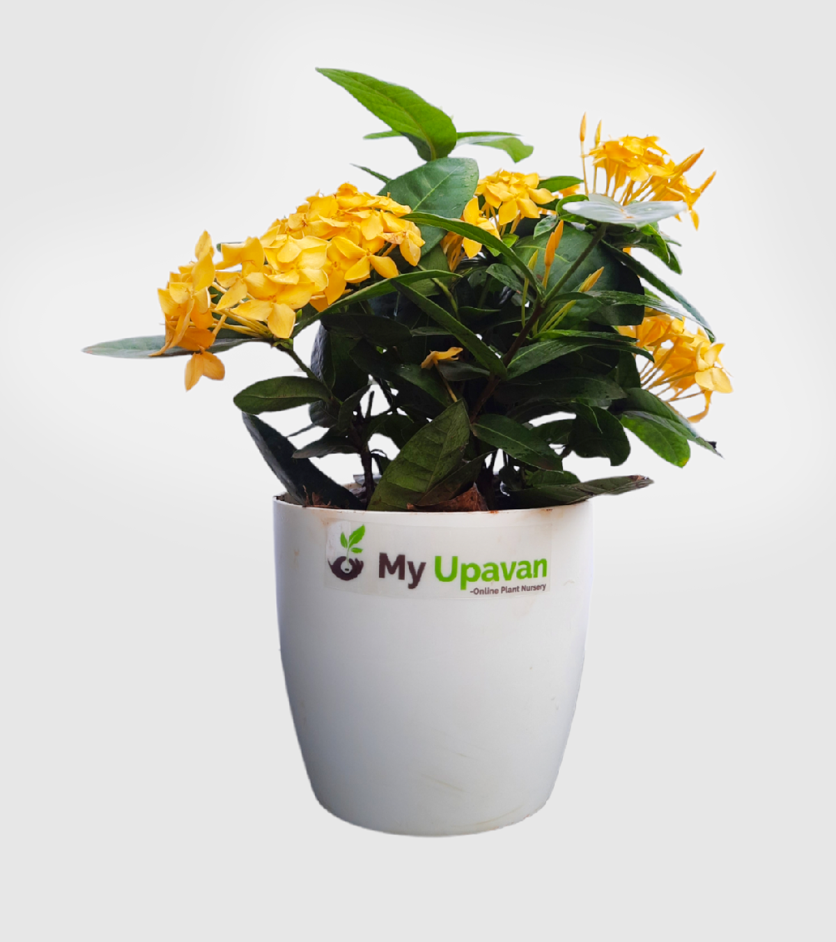 Ixora [Rugmini] Plant - Yellow