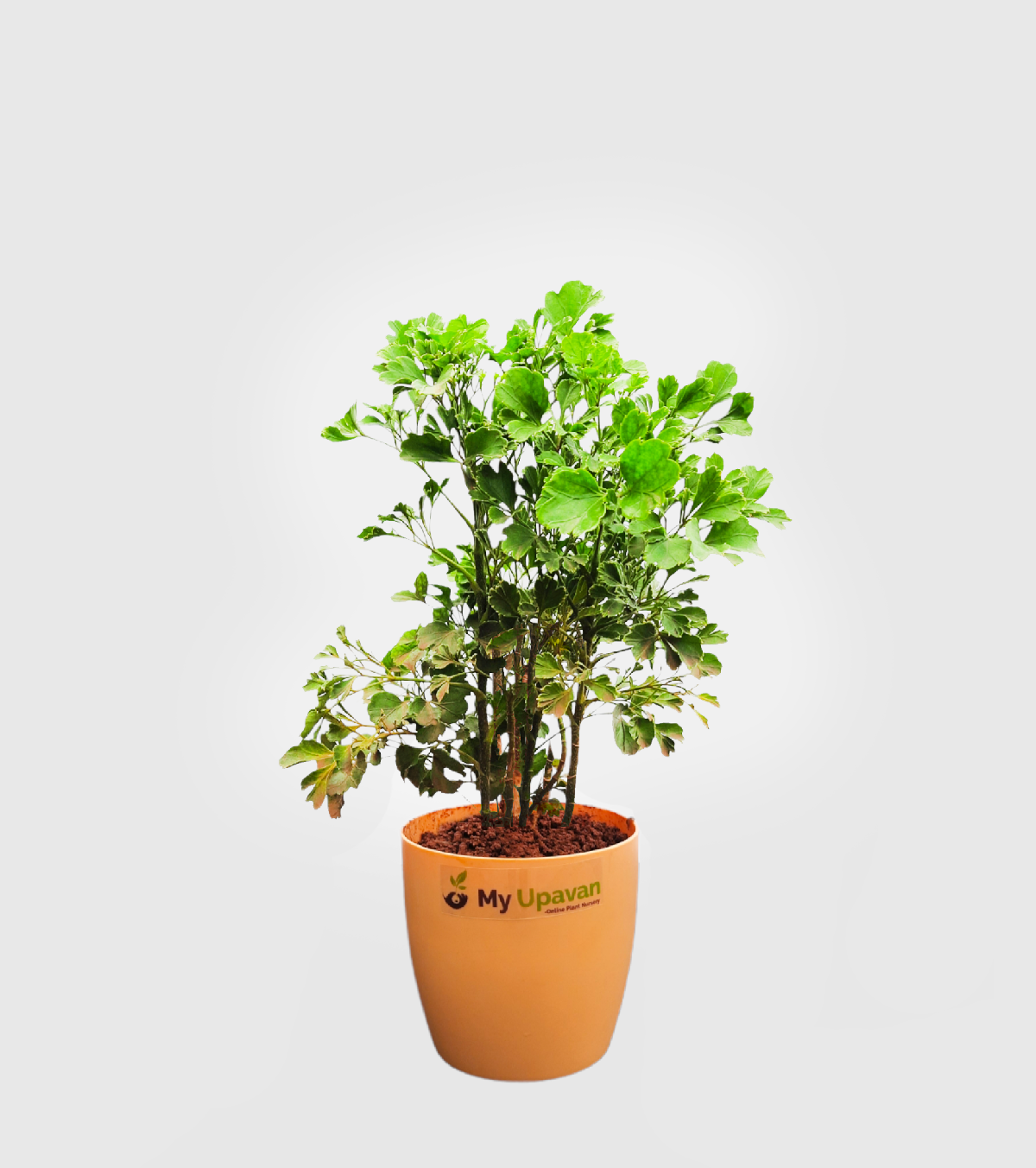 Aralia Golden Plant