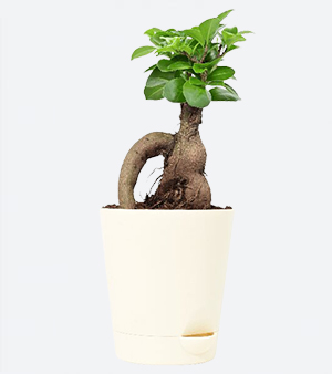 Ficus Plant