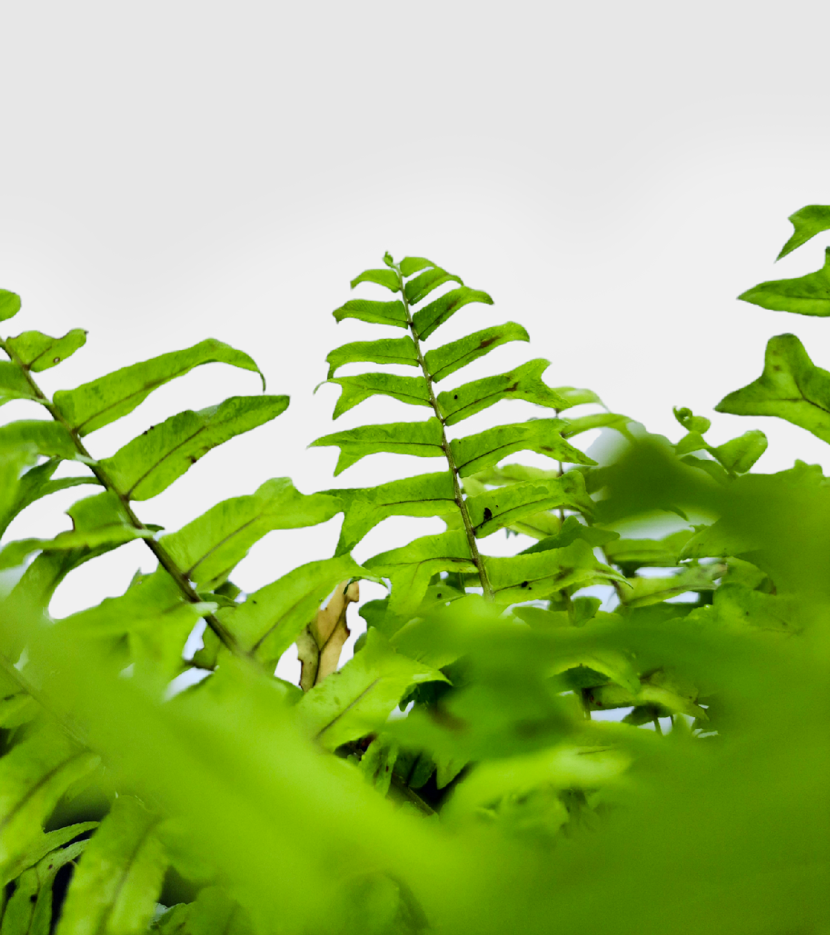 Golden Fern Plant