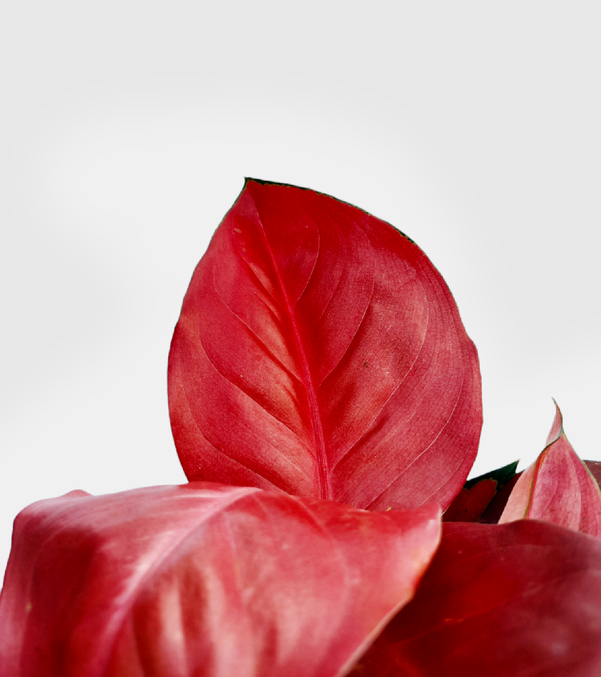 Aglaonema Elegance Plant