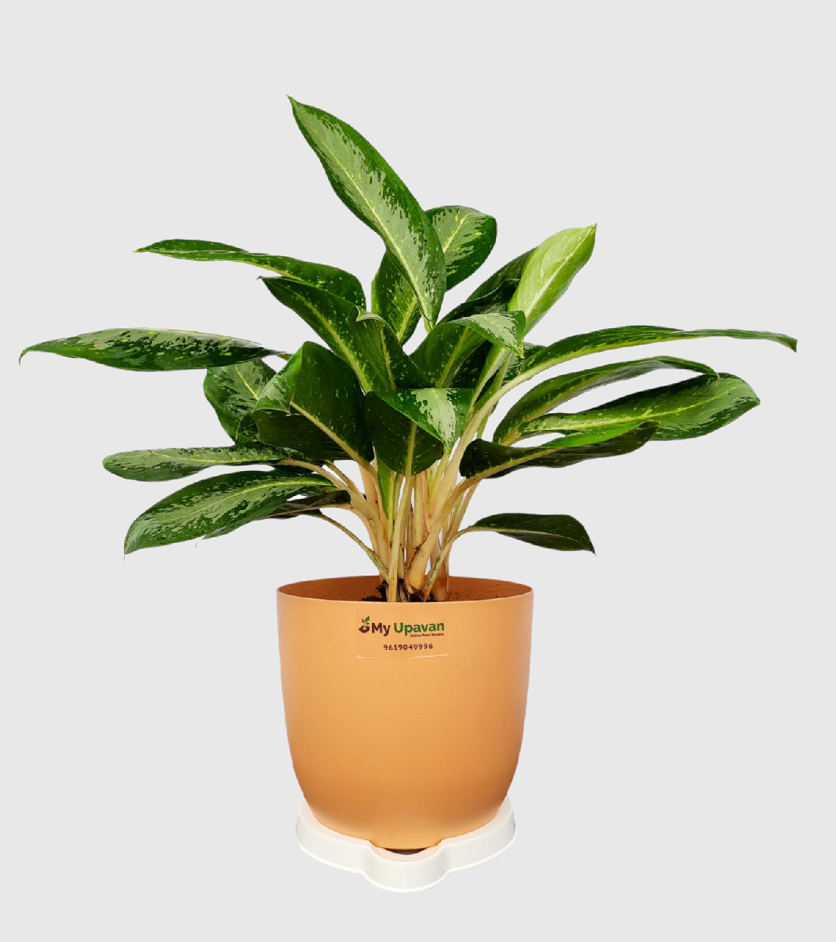 Aglaonema Pearl Plant