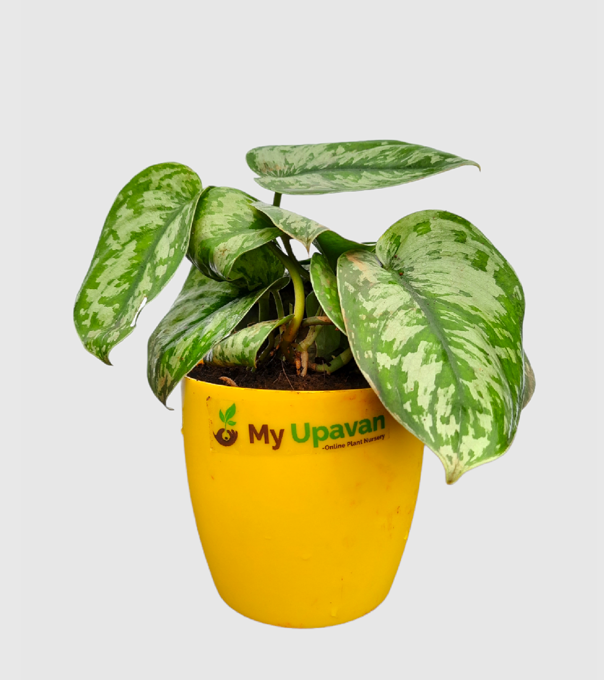 Money Plant Satin