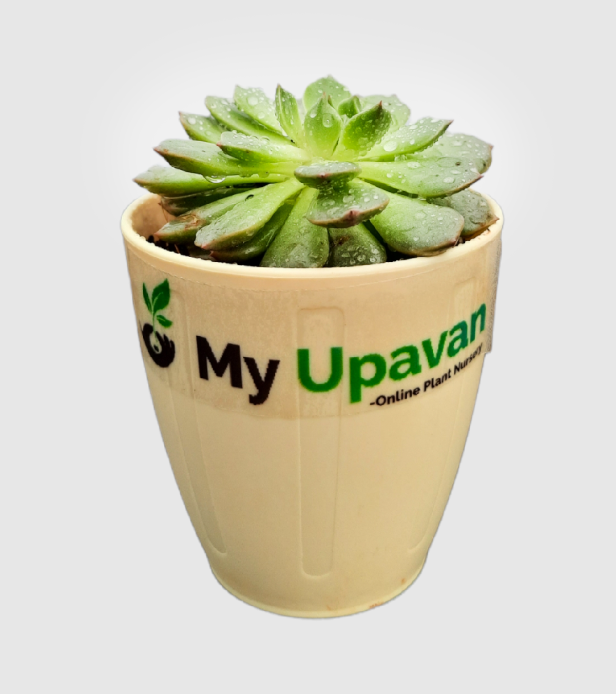 Echeveria Hybrid Plant