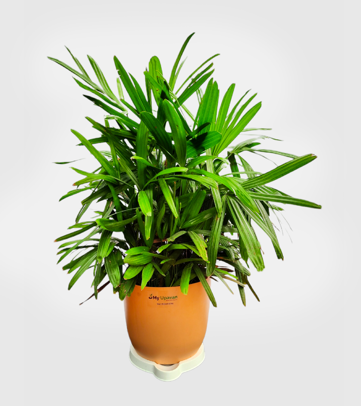 Lady Palm XL