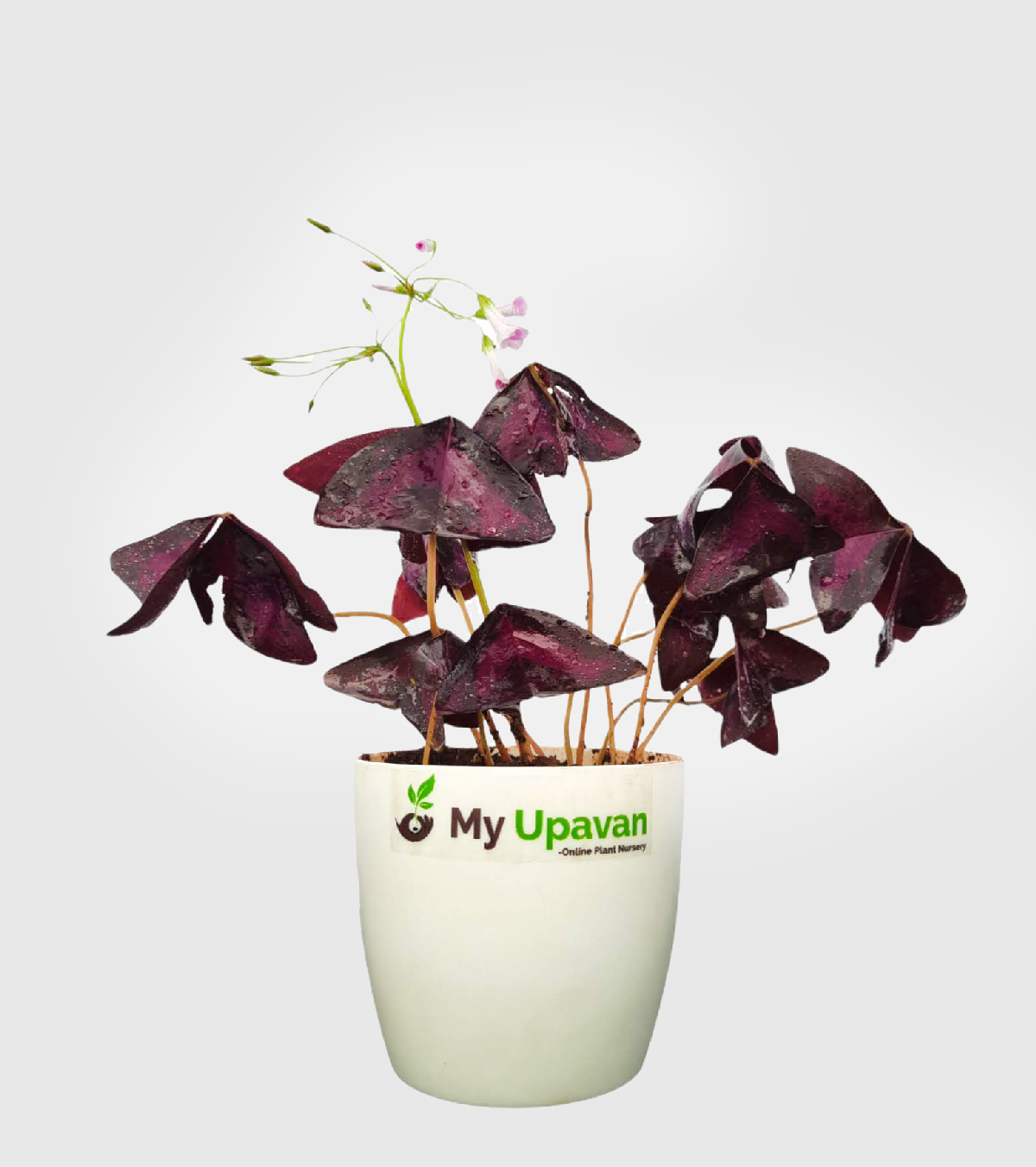 Oxalis Plant