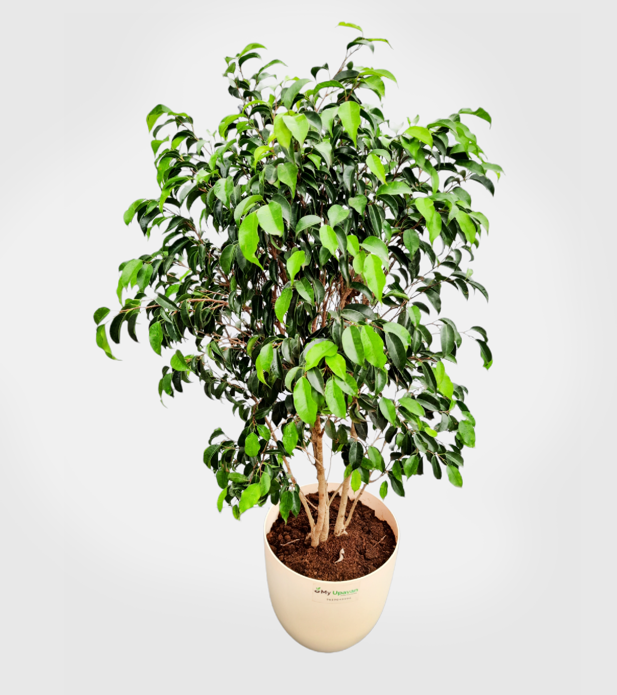 Ficus Benjamina / Weeping Fig Plant