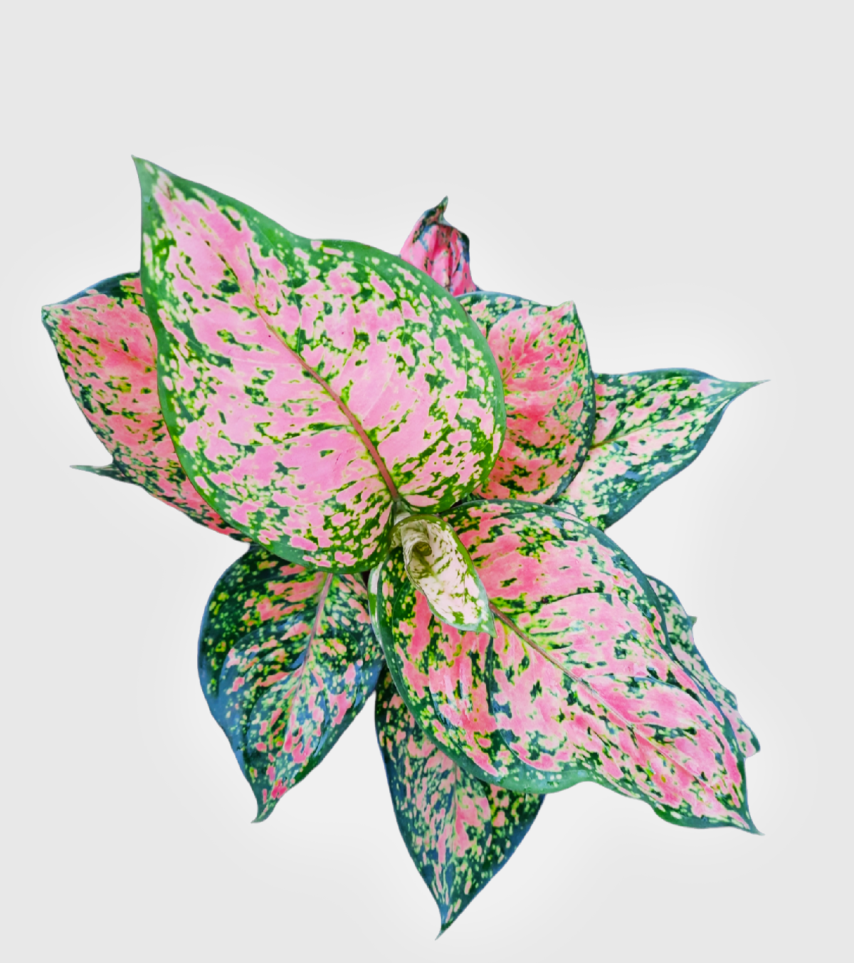 Aglaonema Pink Beauty Plant