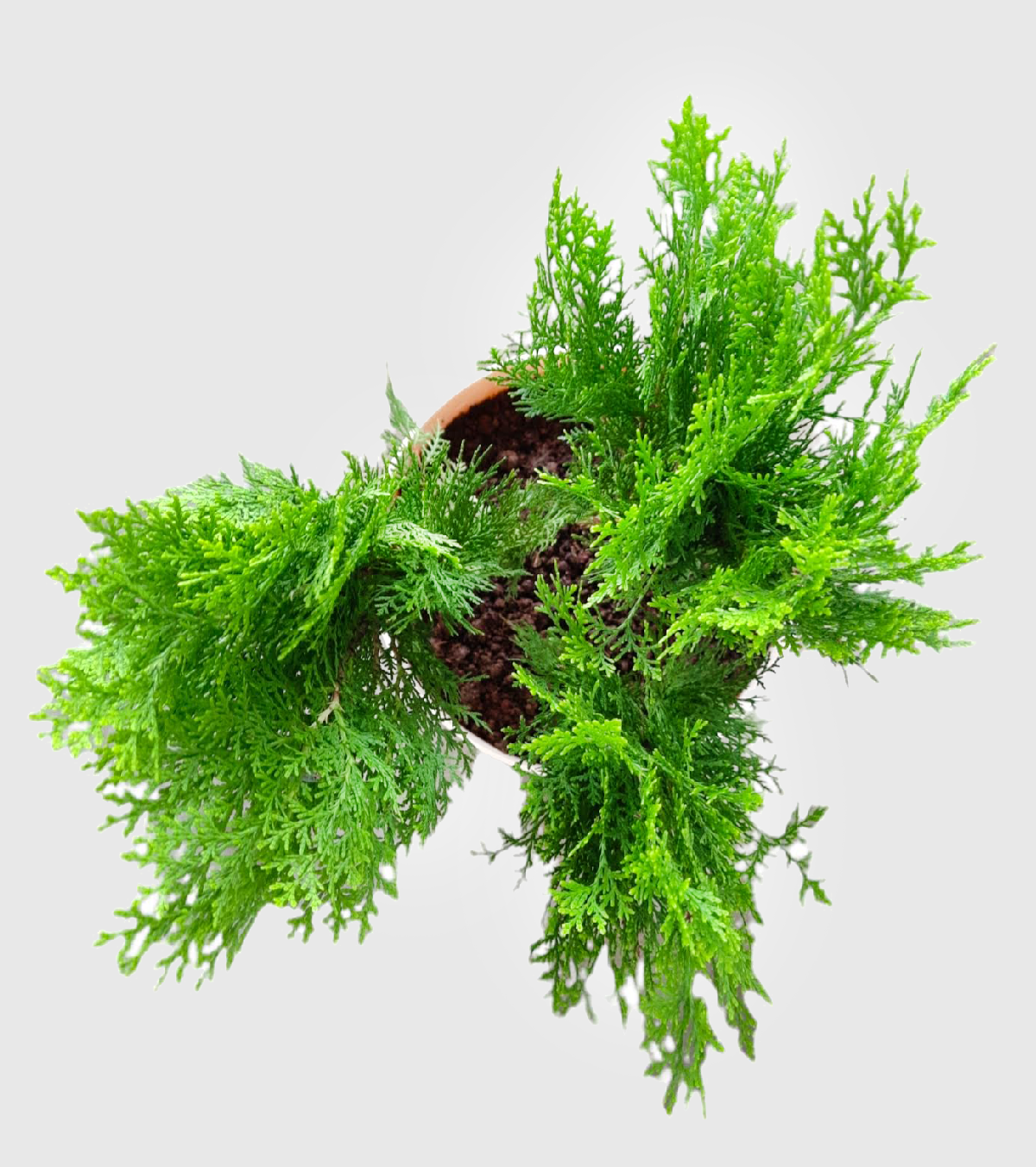 Thuja Plant