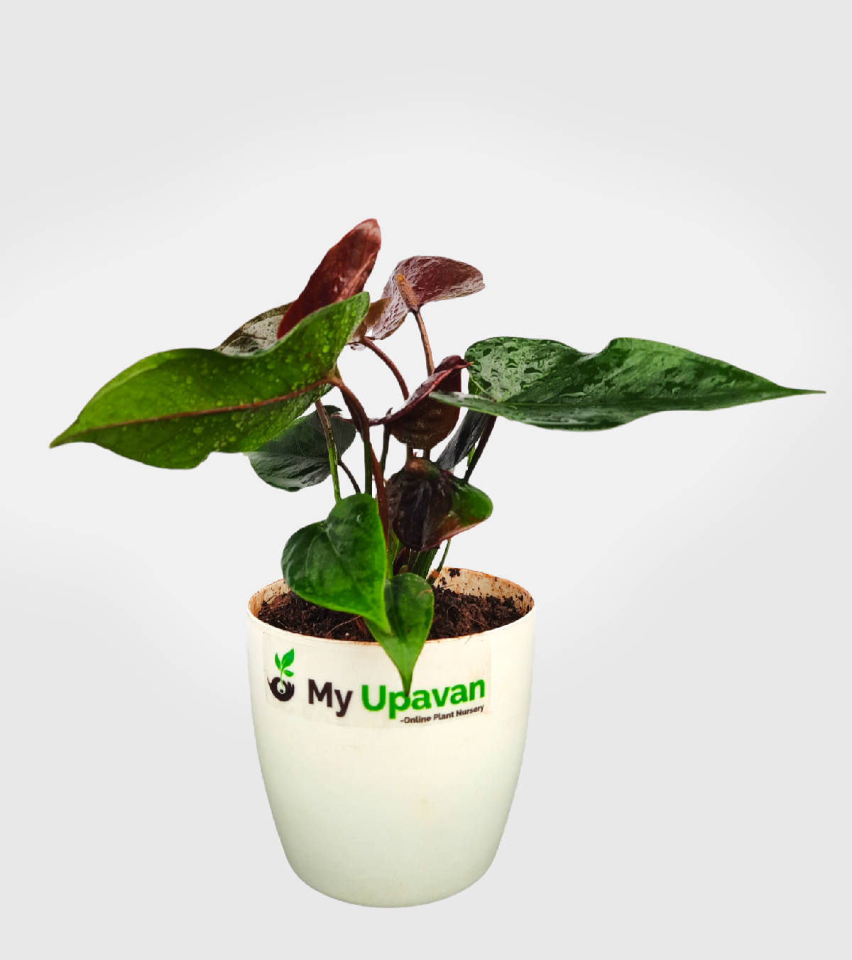 Anthurium Brown Plant