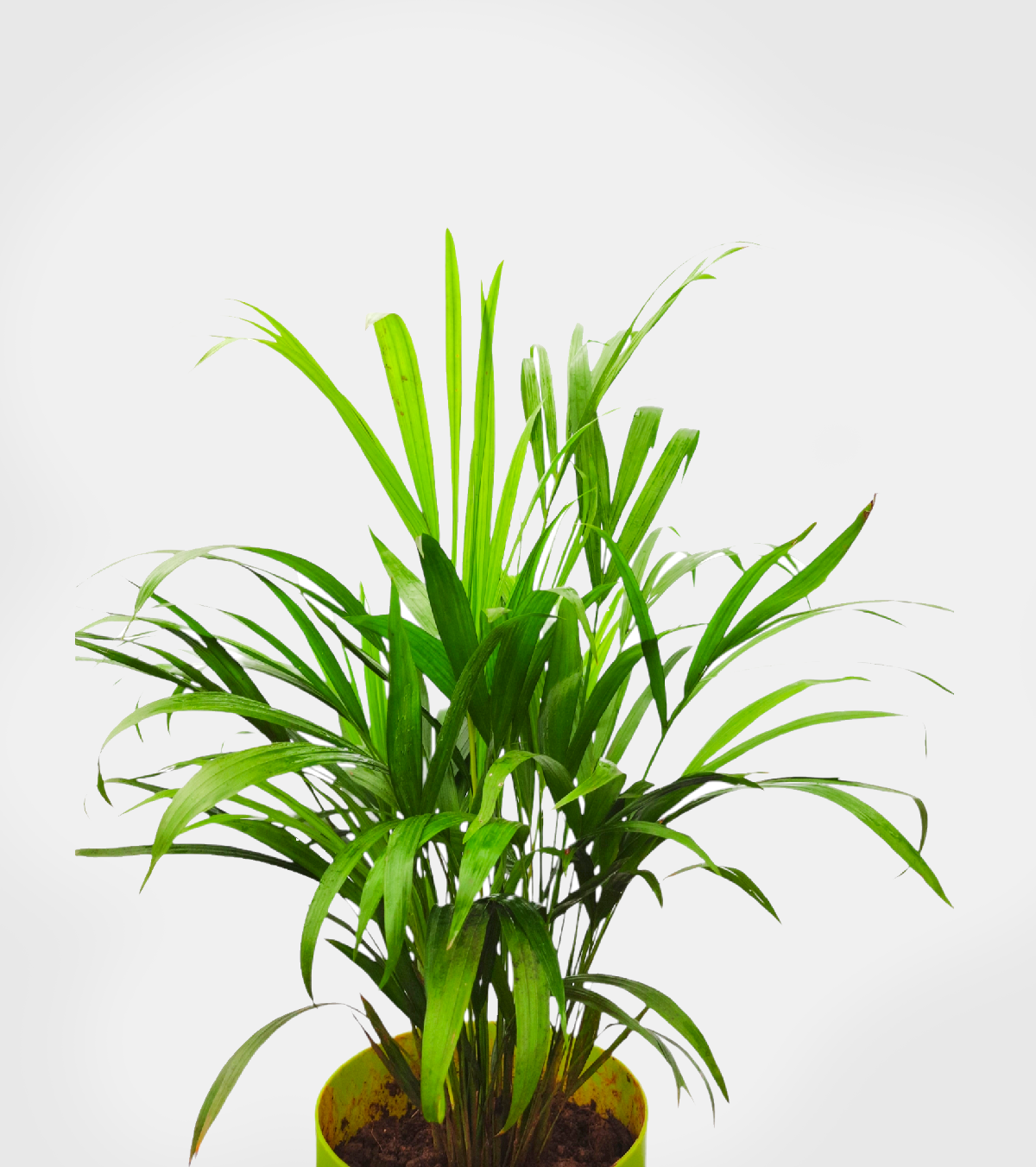 Areca Palm Plant