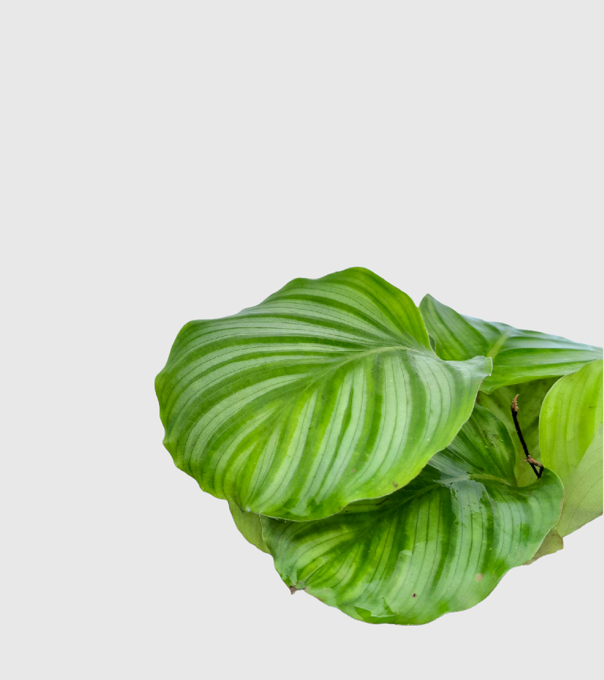 Calathea Orbifolia - Medium