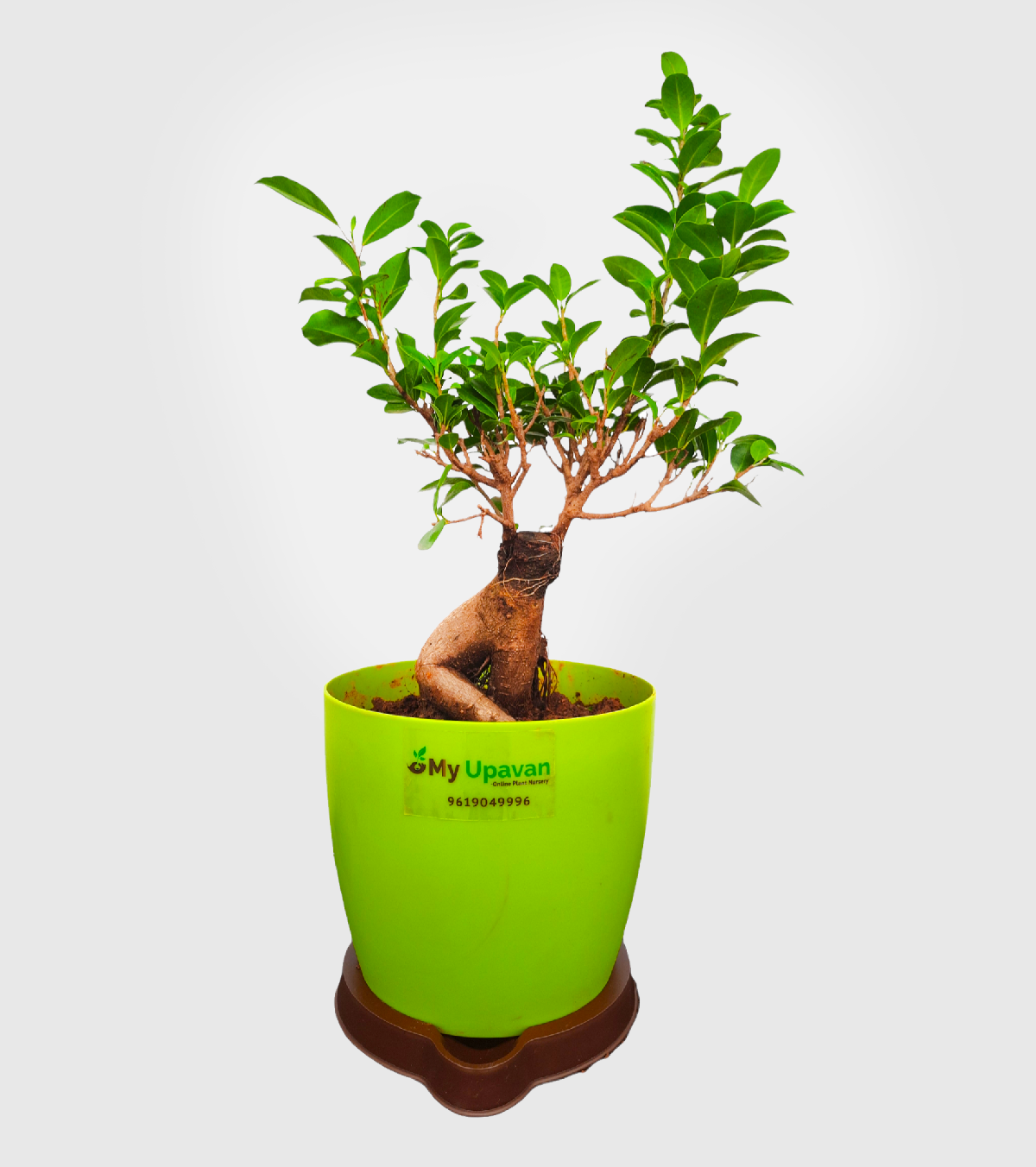 Ficus Bonsai Plant