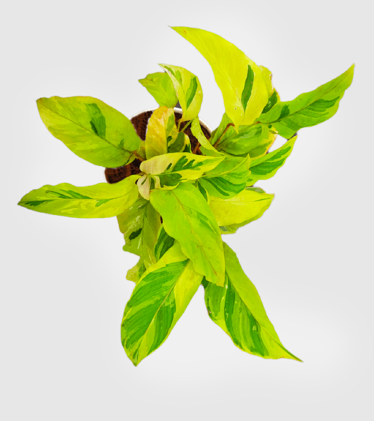 Calathea Yellow Fusion Plant