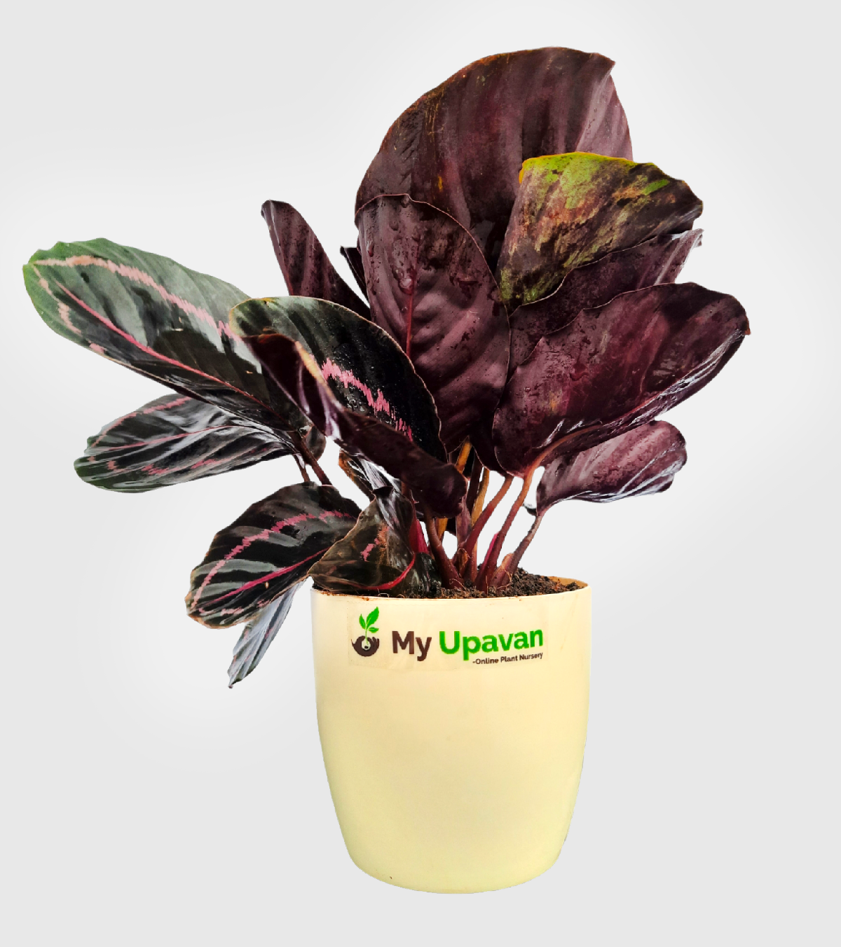 Calathea Roseopicta Dottie