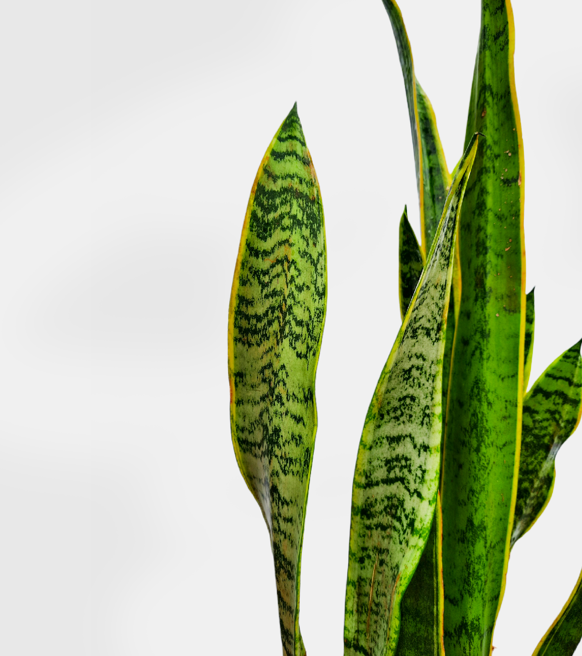 Sansevieria Laurentii Plant - XL