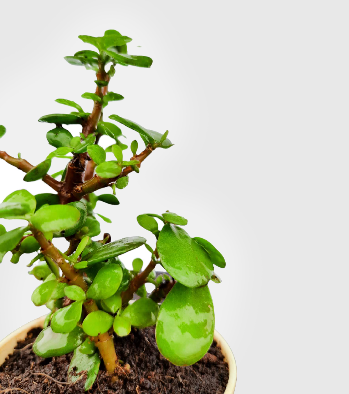Jade Plant Mini