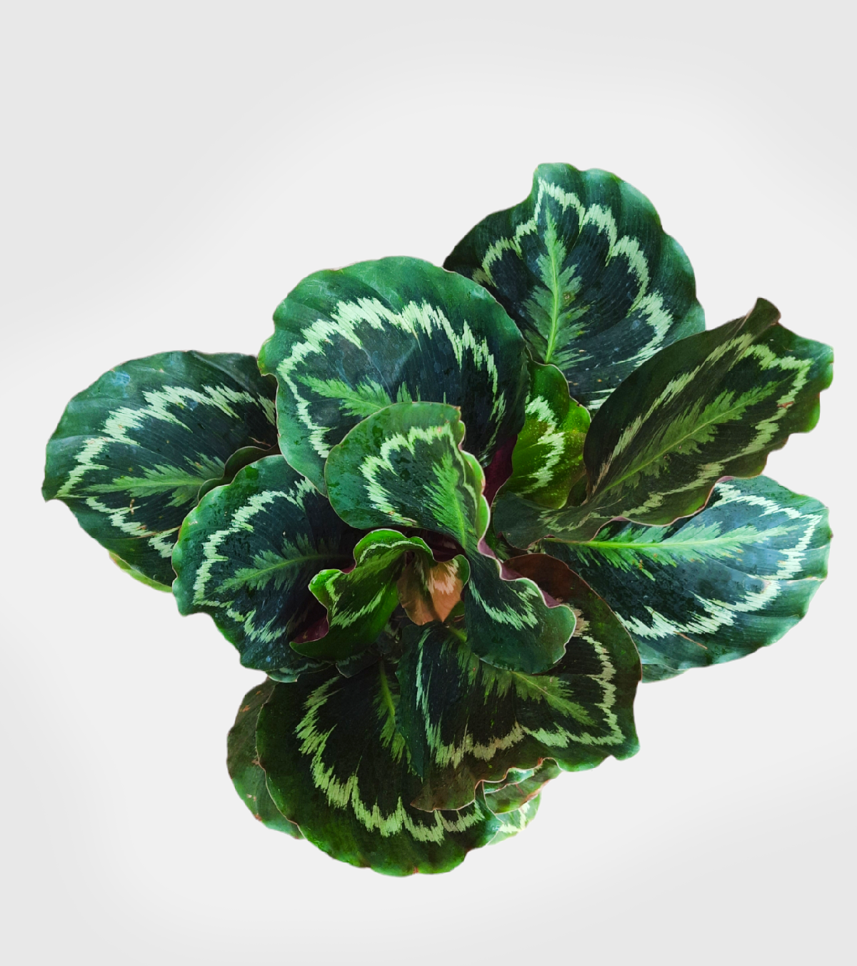 Calathea Medallion - Big