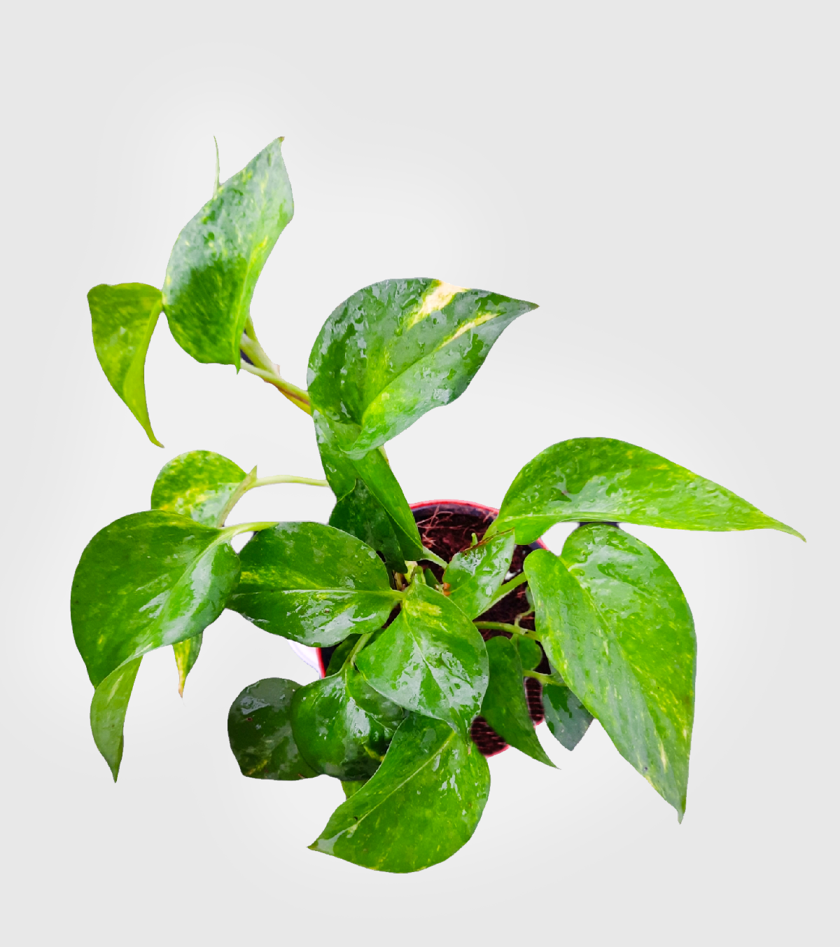 Pothos (Devil's Ivy)